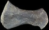 Mosasaur (Clidastes) Ulna With Shark Tooth Marks! #49332-1